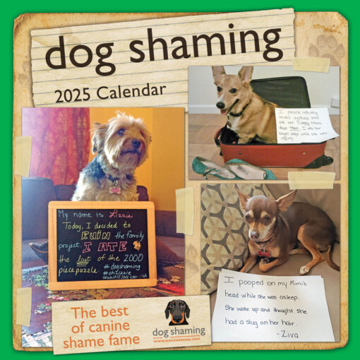 Dog Shaming 2025 Square