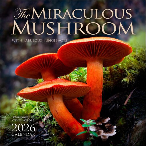 Miraculous Mushroom 2026 Square