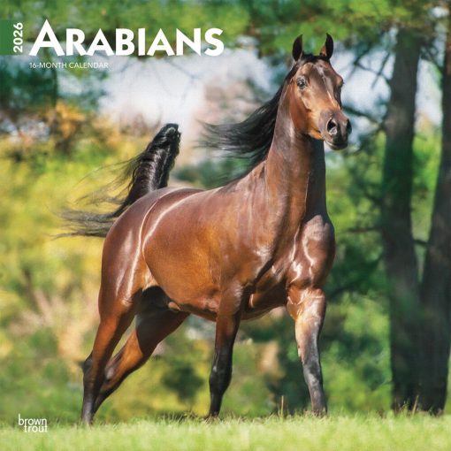 Arabians 2026 Square